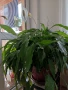 Спатифилиум , снимка 2