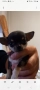 чихуахуа , снимка 4