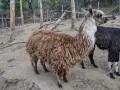 Семейство Алпаки, снимка 6