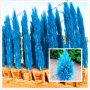 100 бр. семена кипарис синя елха бор сини иглолистни кипарисови дървета бонсай екзотични за декораци, снимка 1 - Сортови семена и луковици - 37707505