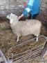 продавам агнета, снимка 2
