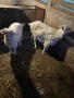 Продавам коза и яре, снимка 5