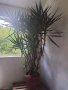 Палма Юка , снимка 3