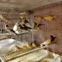 Амадини Амадини , снимка 6