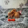 Продава се Мини Пудели, снимка 2