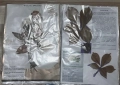 Хербарии, снимка 4