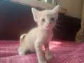 Търся дом на котенцата от снимките - 3 женски, снимка 3