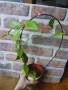 Hoya cutis porcelana, снимка 5