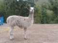 Алпака , снимка 2