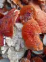 Сушени червени мухоморки , снимка 1