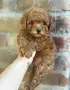 ТОЙ ПУДЕЛЧЕТА Доставка, снимка 1