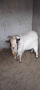 Мини холандски козел , снимка 2
