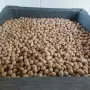 Продавам градински орех , снимка 2