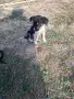 Adopt a puppy.4 кеченца бяха изхвърлени !търсим осиновители, снимка 3