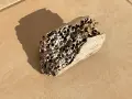 Парче дърво (плаващо дърво или парче плаващо дърво)., снимка 1