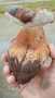 Продавам сушена манатарка , снимка 3