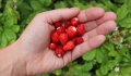 Горска ягода - Дива ягода  , снимка 1 - Разсади - 36835537