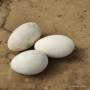 Яйца от Гъски Свободно отглеждане , снимка 1 - други­ - 44696434