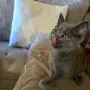 Шотландска клепоуха , снимка 1