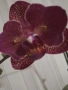 Орхидея, снимка 2