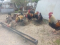 Разплодни яйца и малки пиленца от Катунски кокошки, снимка 3