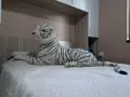 Голям плюшен тигър, снимка 2