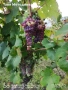 Лозе Червен Карловски Мискет – 2×7.174 дка, плододаващо, 21 реда × 200 м, до кв. Анево – Сопот, снимка 4