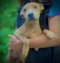 Питбули на 5м, ваксинирани, обезпаразитени питбул pitbul blue nose, снимка 2