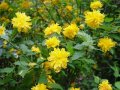 Керия Японика / Kerria Japonica, снимка 2