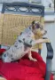 American Bully XL, снимка 7