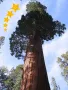 Нови Екзотични 15 семена от гигантска секвоя мамутово дърво sequoiadendron giganteum за декорация, снимка 3
