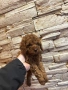 Той Пудел Момче  /Toy Poodle, снимка 3