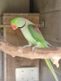 Продавам папагали Александър , снимка 3
