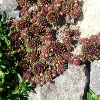 Няколко вида студоустойчиви кактуси и сукуленти, снимка 9 - Градински цветя и растения - 37368313