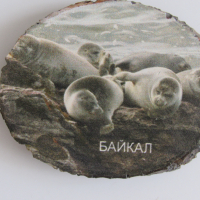 Дървен магнит върху бреза от езерота Байкал, Русия, снимка 5 - Колекции - 44694856