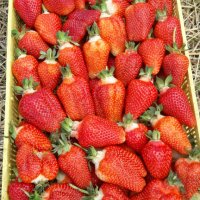 продавам расад ягоди и малини, снимка 8 - Сортови семена и луковици - 30693493