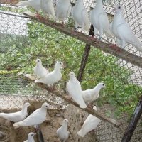 Бели пощенски гълъби, снимка 1 - Гълъби - 28834610