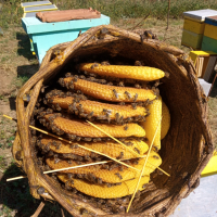 Пчелни отводки, снимка 4 - Други животни - 44806576
