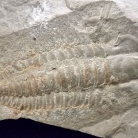 Фосил на Perrector Falloti - период Камбрий, снимка 4 - Колекции - 37910784