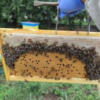Пчелни отводки многокорпусни , снимка 2 - Пчелни продукти - 44303357