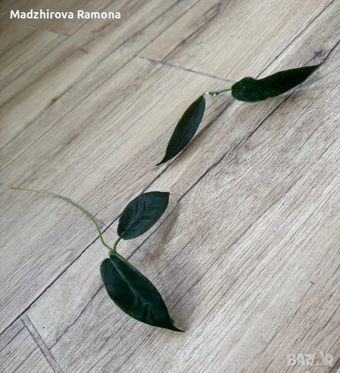 Hoya Archboldiana variegata , снимка 1