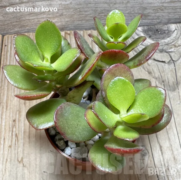 Crassula ovata v. minor, снимка 1