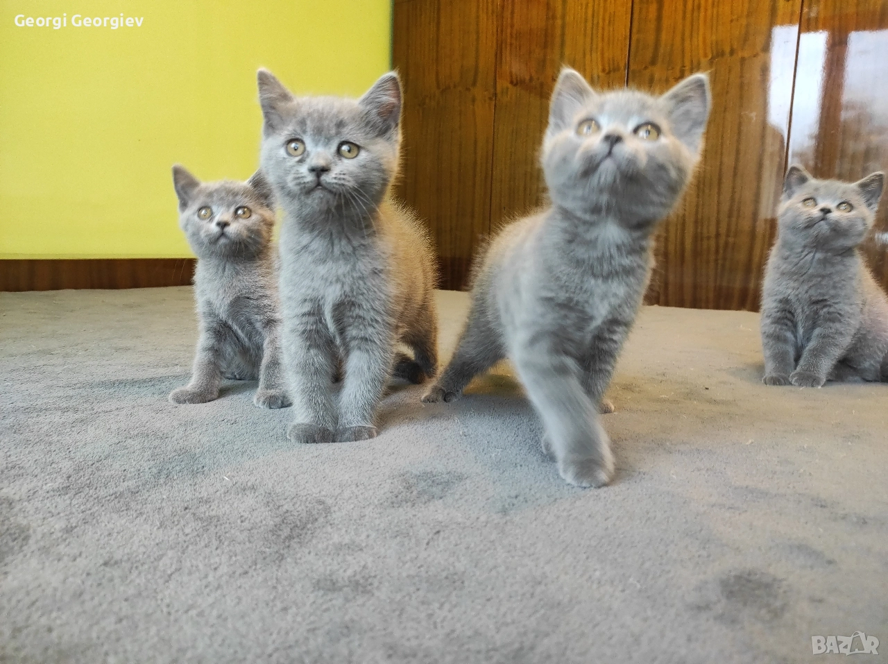 Британчета момчета, снимка 1