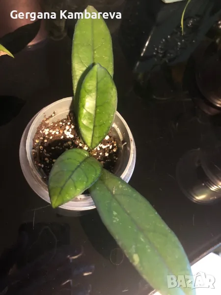 Hoya Crassipetiolata , снимка 1