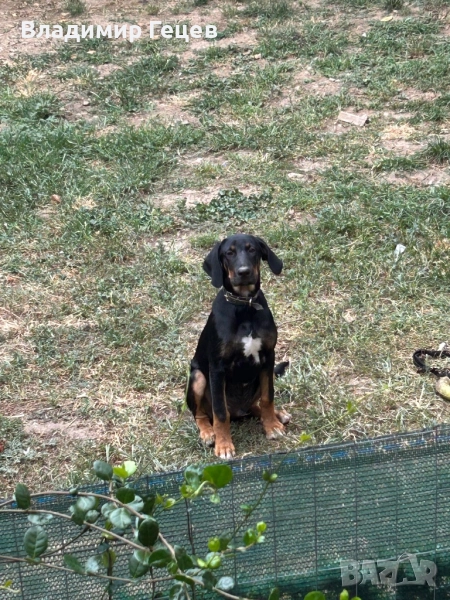 Българско Гонче - 4 месеца, снимка 1