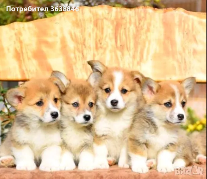 Корги пембруг, снимка 1