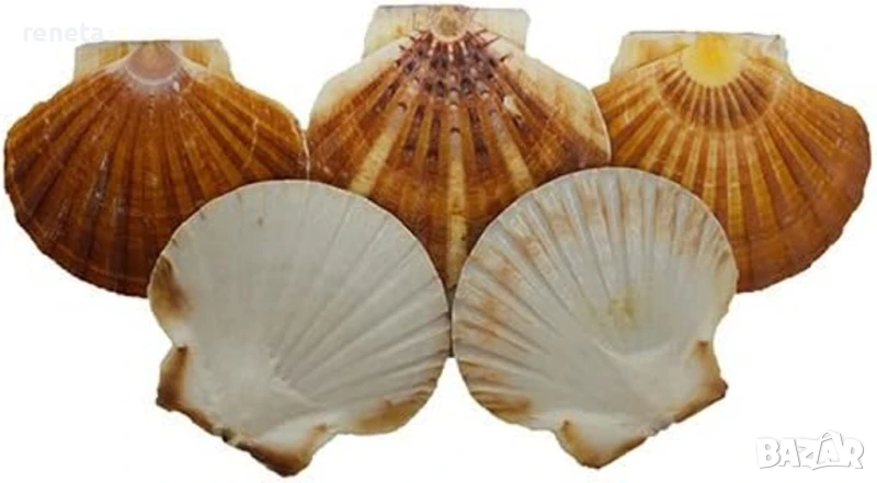 Комплект миди, Естествени, 5 броя, 10 см, снимка 1