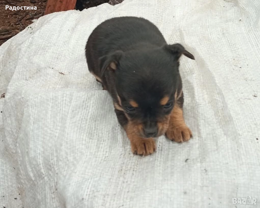 Пинчер, снимка 1