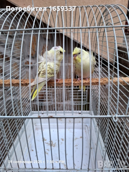 Вълнисти хеликоптери , снимка 1