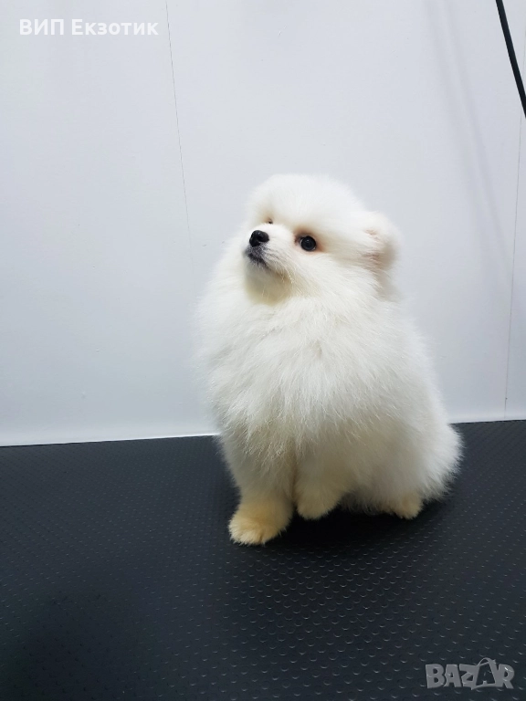ПРОДАВА МИНИ ШПИЦ, снимка 1